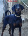 /album/fotogaleria/ybochara-de-boramorena-jpg/